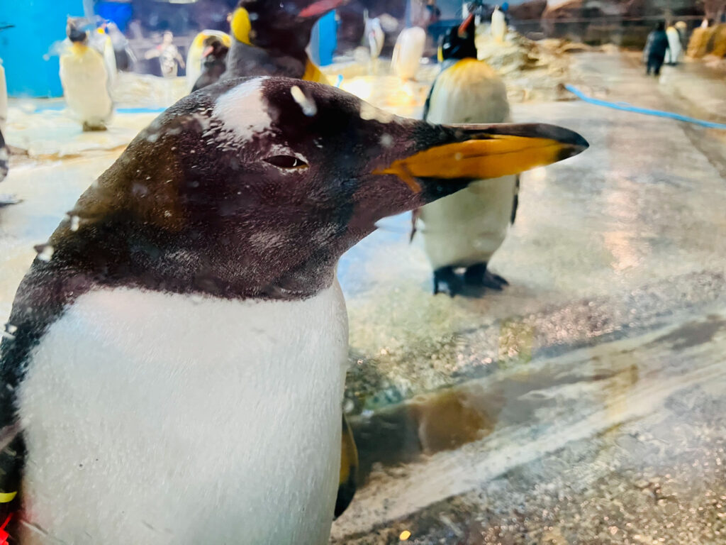 ペンギン水族館07