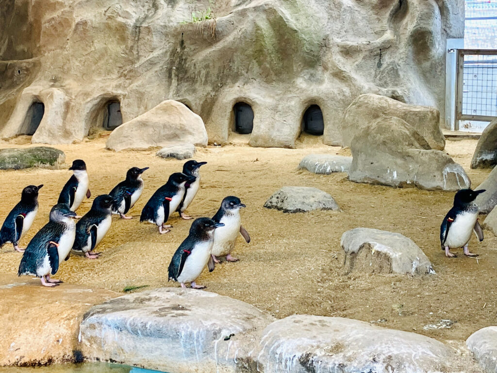 ペンギン水族館05